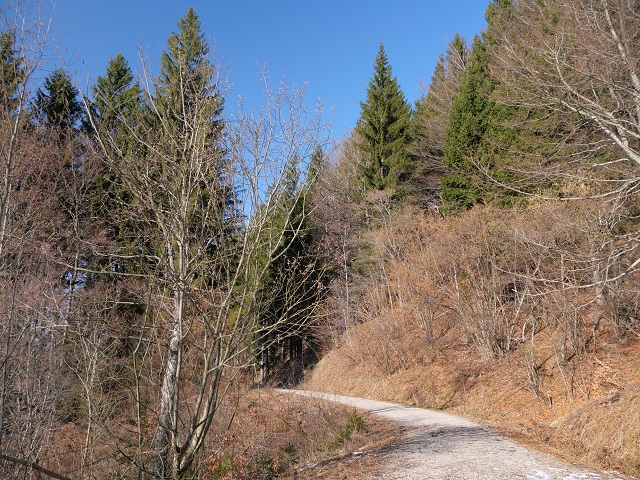 Wamderweg auf dem Buchenberg