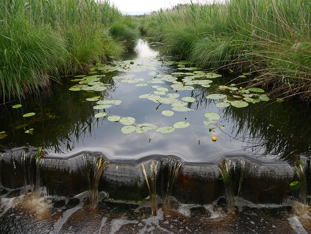 Wasserlauf mit Teichrosen im Elbseemoor