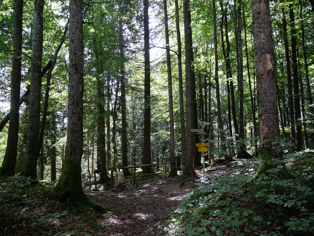 Wegkreuzung auf dem Weg zur Salober Alm