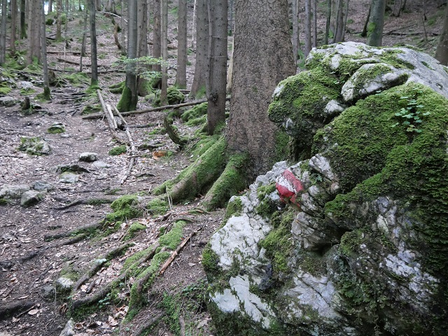 Wegmarkierung im Wald