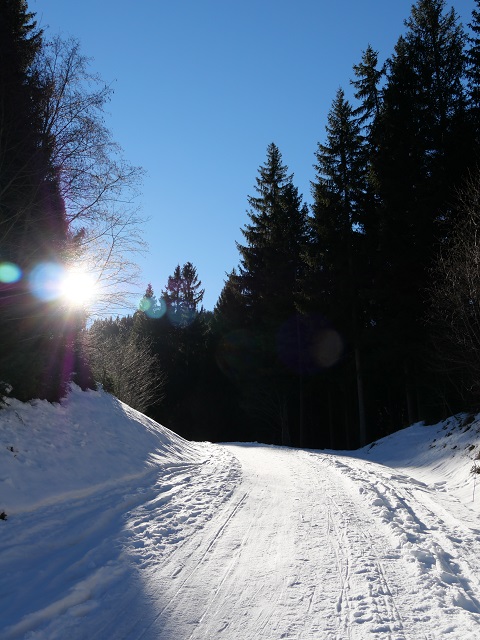Winterwald mit Sonne