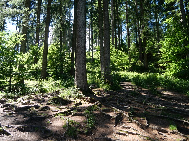 Wurzelweg zum Schwarzen Grat in der Adelegg