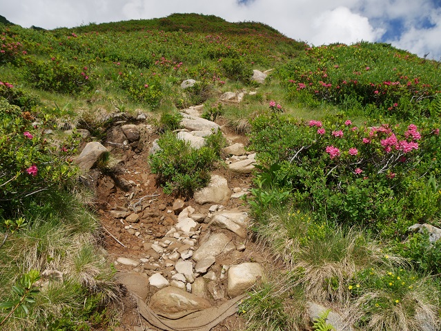 Alpenrosenblüte im Schwarzwassertal