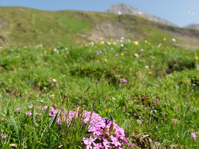 blühende Alpenblumen