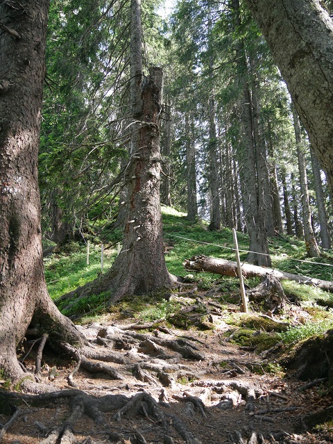 durch den Wald zum Hochschelpen bei Balderschwang