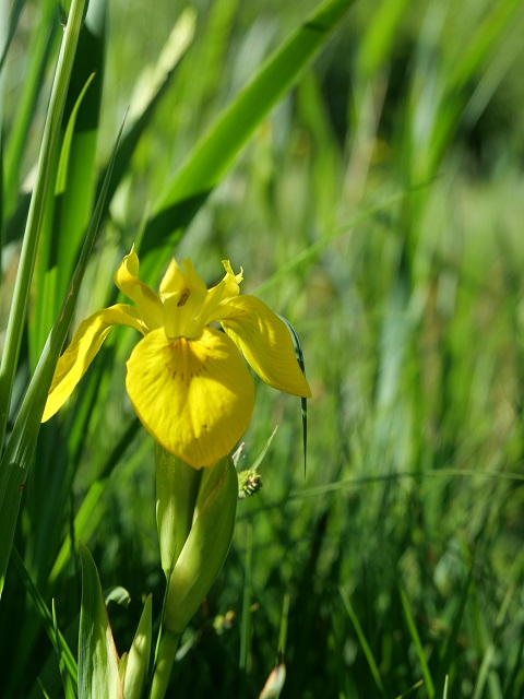 gelbe Sumpfschwertlilie