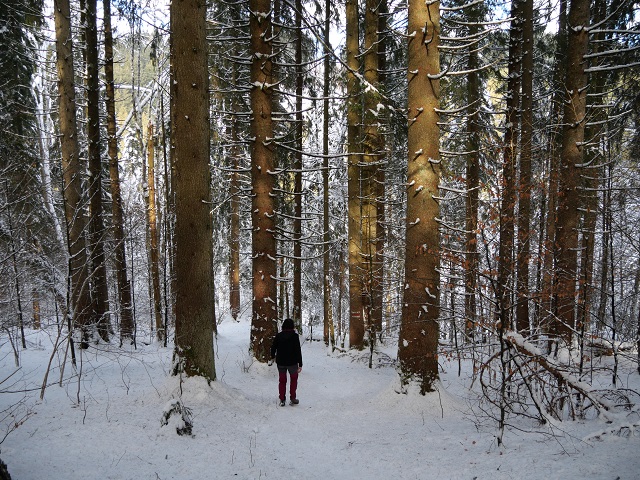 im Winterwald