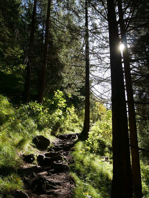 Wanderweg durch den Bergwald bei Hinterstein
